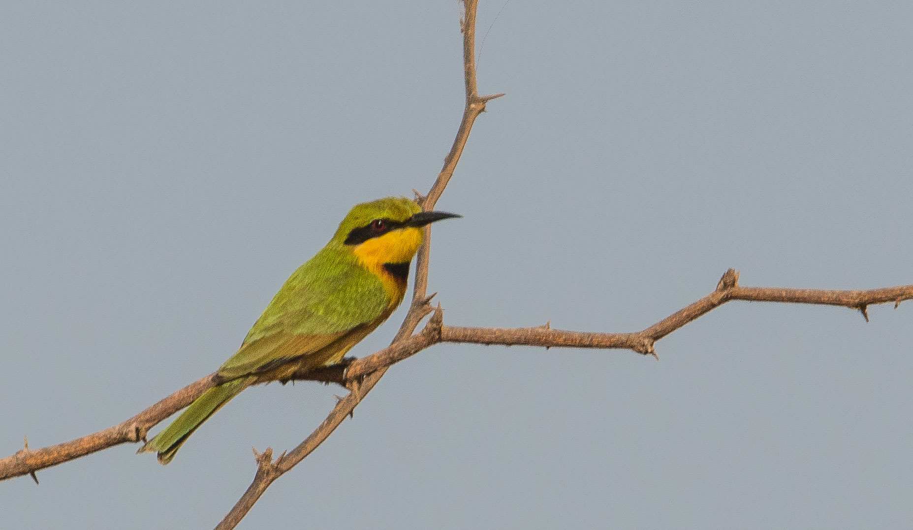 Guèpier nain (Little bee-eater, Merops pusillus), adulte dans la lumière du matin, Technopole de Pikine, Dakar, Sénégal.